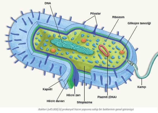 prokaryot ve okaryot hucre nedir yapisi farklari ve ortak ozellikleri bilgeniz com